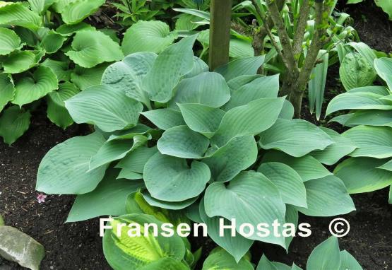 Hosta Topaz